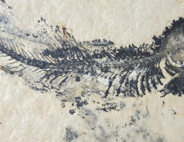 Leptolepides sprattiformis (BLAINVILLE 1818) - Bild &copy; FossNet FossilienStore